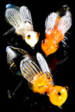 Color Changing Fumed Glass Bee Pipe - AP297